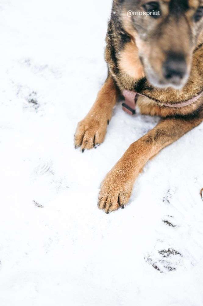 СОБАКА МОНА  из приюта Дубовая Роща для бездомных животных, Москва и Московская область | mospriut