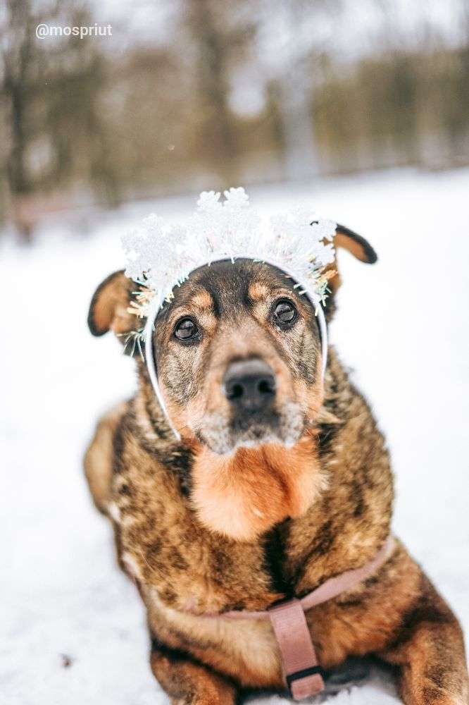 СОБАКА МОНА  из приюта Дубовая Роща для бездомных животных, Москва и Московская область | mospriut
