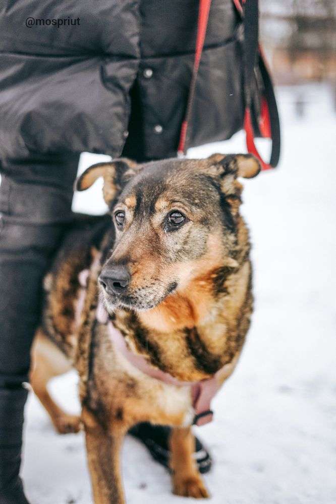 СОБАКА МОНА  из приюта Дубовая Роща для бездомных животных, Москва и Московская область | mospriut