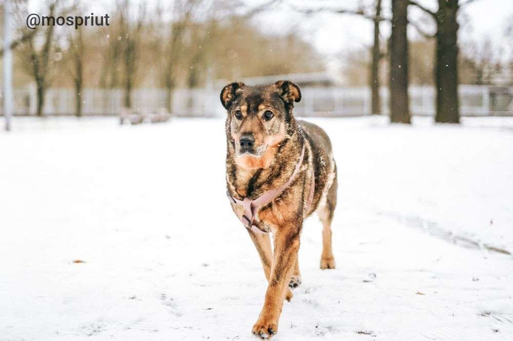 СОБАКА МОНА  из приюта Дубовая Роща для бездомных животных, Москва и Московская область | mospriut