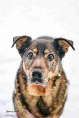 Приют для бездомных животных в Москве и Московской области | Взять собаку или кошку из приюта - mospriut