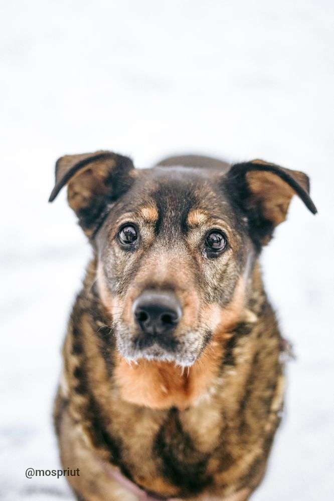 СОБАКА МОНА  из приюта Дубовая Роща для бездомных животных, Москва и Московская область | mospriut