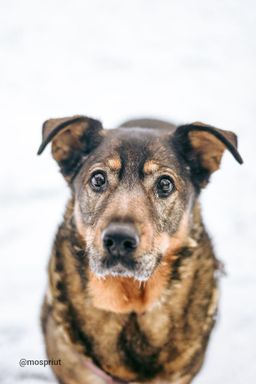 собака Мона из приюта ищет дом