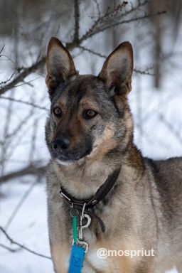 собака Тата из приюта ищет дом