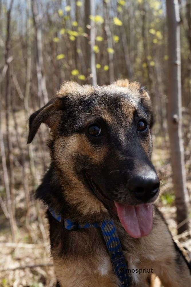СОБАКА НОРД  из приюта Щербинка для бездомных животных, Москва и Московская область | mospriut