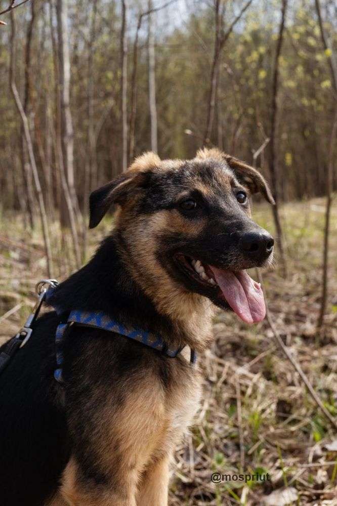 СОБАКА НОРД  из приюта Щербинка для бездомных животных, Москва и Московская область | mospriut