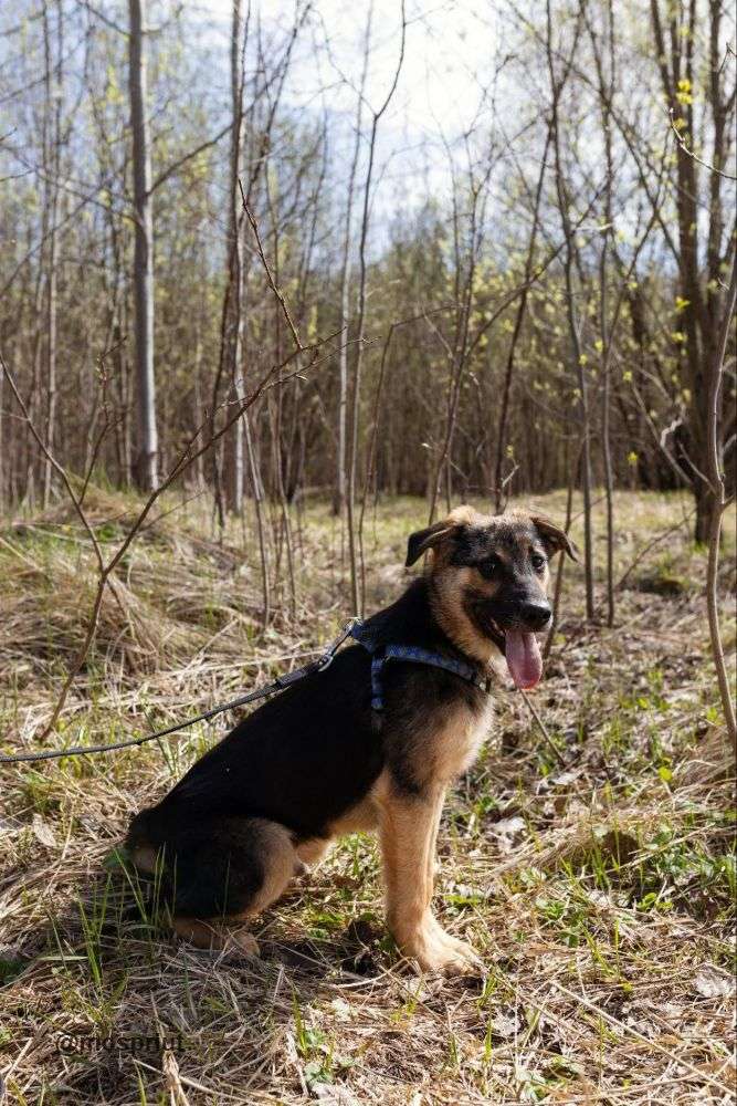 СОБАКА НОРД  из приюта Щербинка для бездомных животных, Москва и Московская область | mospriut