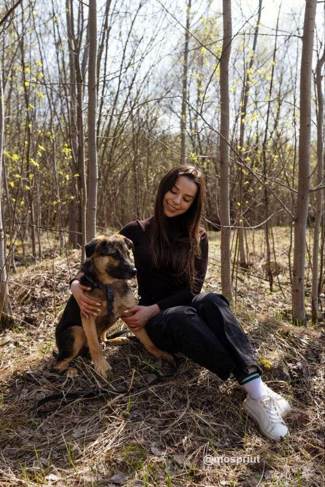 СОБАКА НОРД  из приюта Щербинка для бездомных животных, Москва и Московская область | mospriut