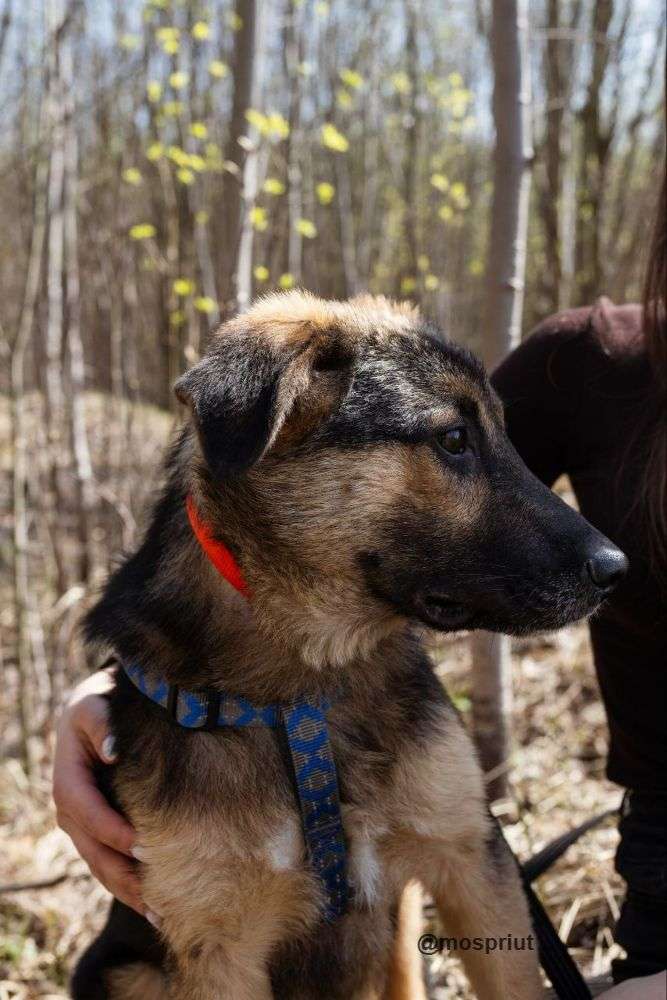 СОБАКА НОРД  из приюта Щербинка для бездомных животных, Москва и Московская область | mospriut