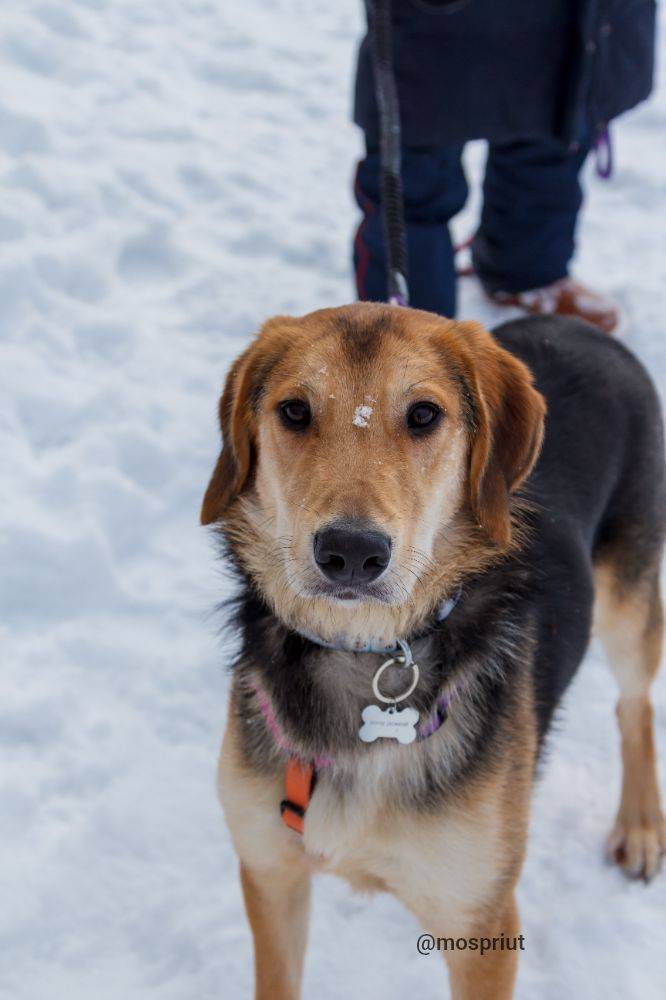 Дружок  из приюта Москвы и области ищет дом