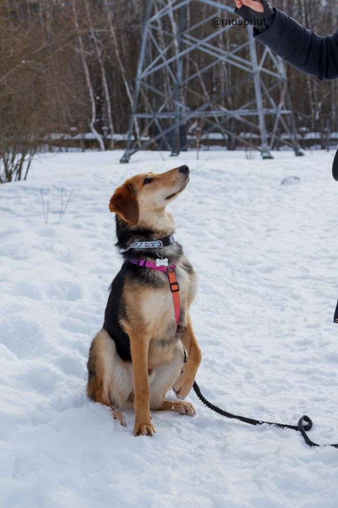 СОБАКА ДРУЖОК   из приюта Щербинка для бездомных животных, Москва и Московская область | mospriut