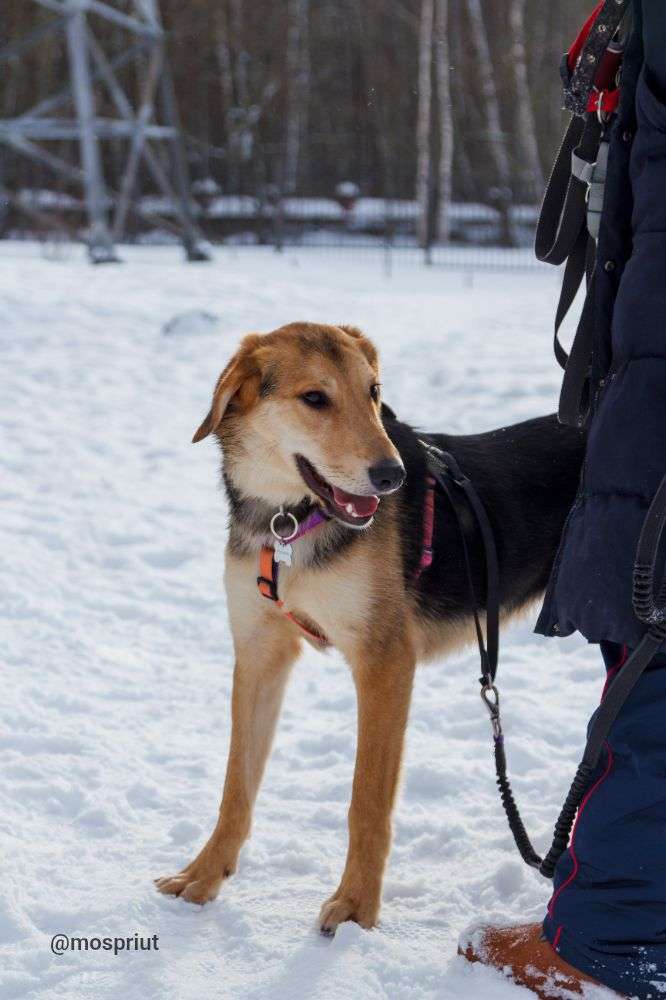 СОБАКА ДРУЖОК   из приюта Щербинка для бездомных животных, Москва и Московская область | mospriut