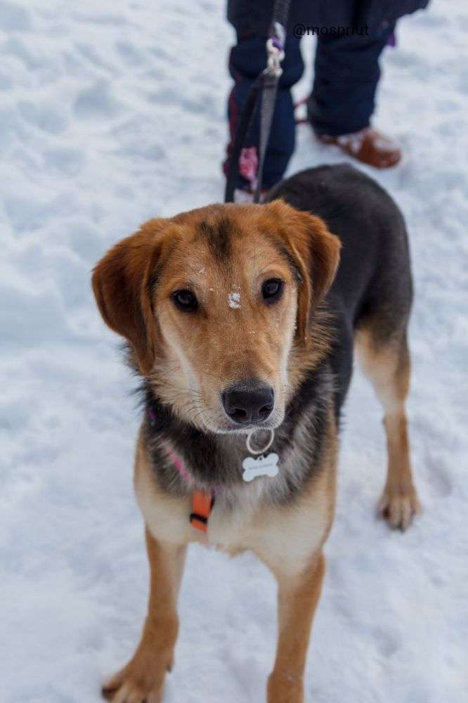 СОБАКА ДРУЖОК   из приюта Щербинка для бездомных животных, Москва и Московская область | mospriut