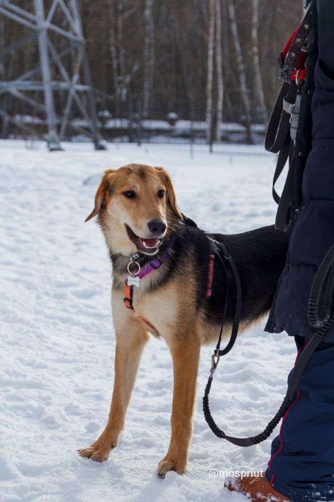 СОБАКА ДРУЖОК   из приюта Щербинка для бездомных животных, Москва и Московская область | mospriut
