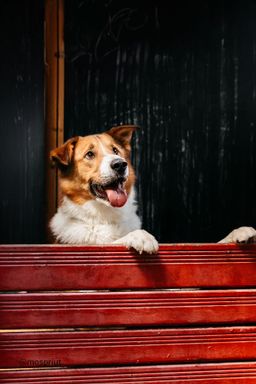 собака Байрон из приюта ищет дом