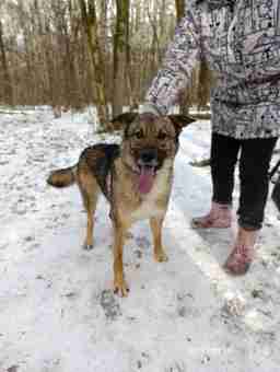 Приют для бездомных животных в Москве и Московской области | Взять собаку или кошку из приюта - mospriut