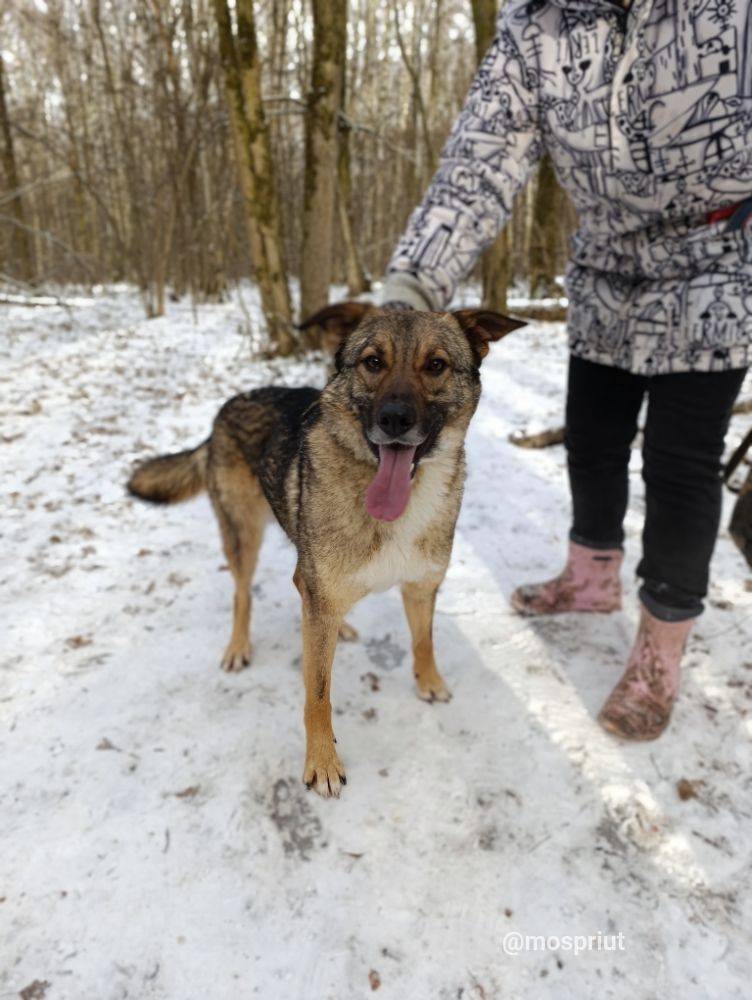Стэн из приюта Москвы и области ищет дом