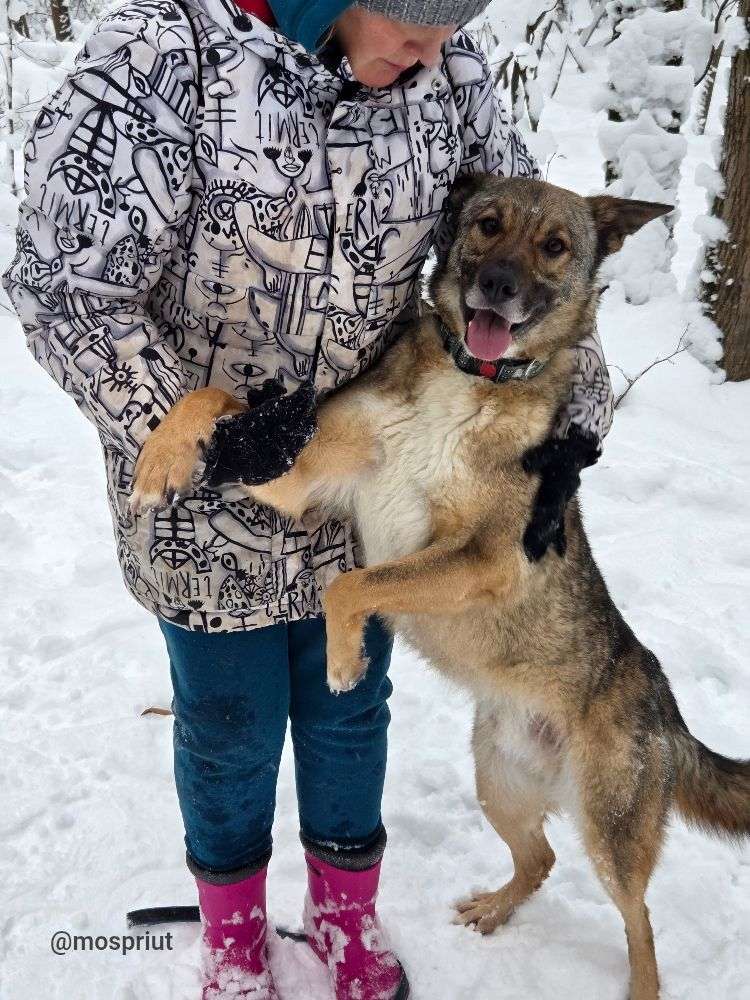 СОБАКА СТЭН  из приюта Щербинка для бездомных животных, Москва и Московская область | mospriut