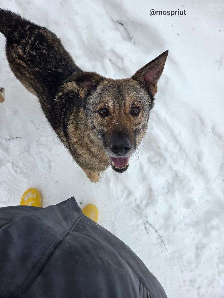 СОБАКА СТЭН  из приюта Щербинка для бездомных животных, Москва и Московская область | mospriut