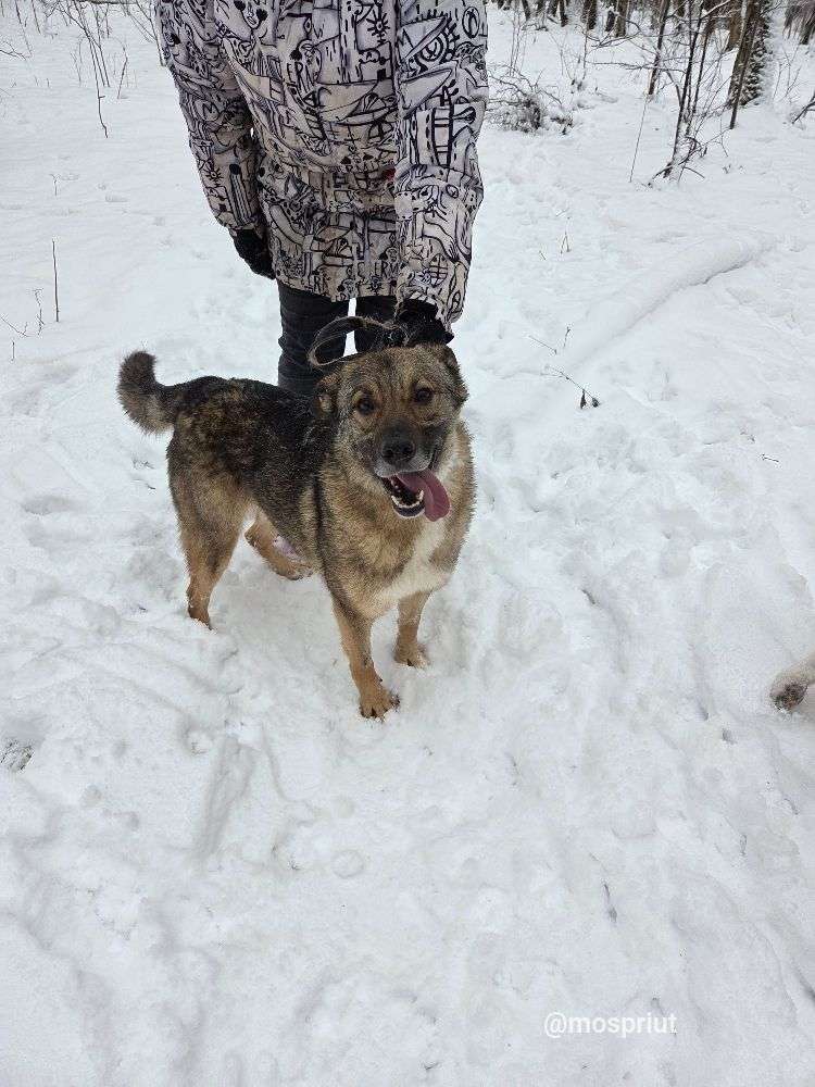 СОБАКА СТЭН  из приюта Щербинка для бездомных животных, Москва и Московская область | mospriut