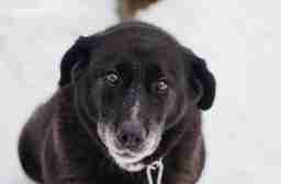 Приют для бездомных животных в Москве и Московской области | Взять собаку или кошку из приюта - mospriut