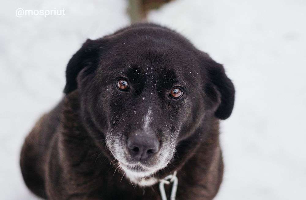 СОБАКА БИЛЛА  из приюта Красная сосна для бездомных животных, Москва и Московская область | mospriut