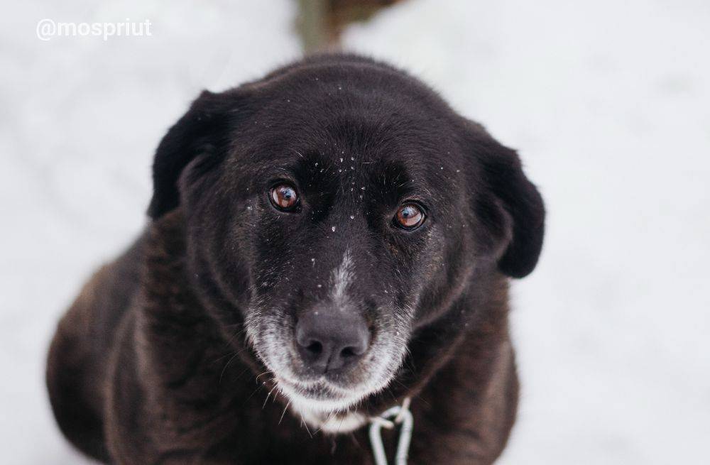 собака Билла  приюта для бездомных животных
