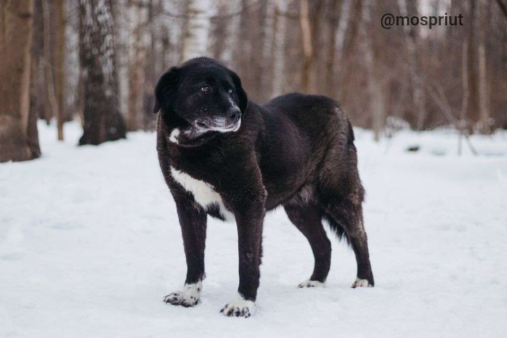 СОБАКА БИЛЛА  из приюта Красная сосна для бездомных животных, Москва и Московская область | mospriut