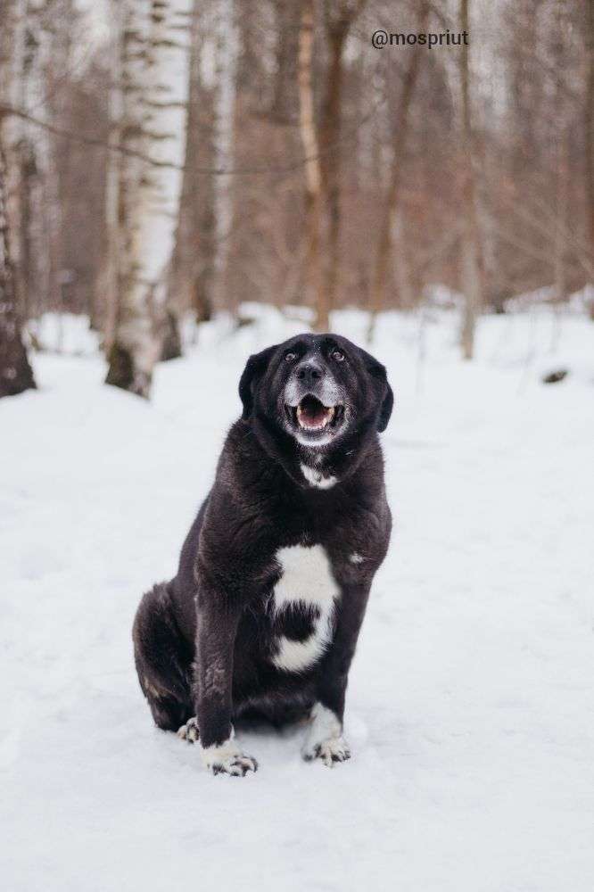 СОБАКА БИЛЛА  из приюта Красная сосна для бездомных животных, Москва и Московская область | mospriut