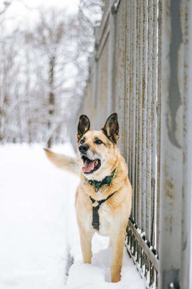 СОБАКА РОЛЬФ   из приюта Дубовая Роща для бездомных животных, Москва и Московская область | mospriut