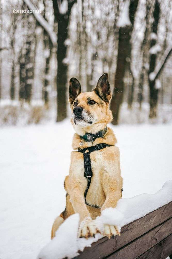 СОБАКА РОЛЬФ   из приюта Дубовая Роща для бездомных животных, Москва и Московская область | mospriut