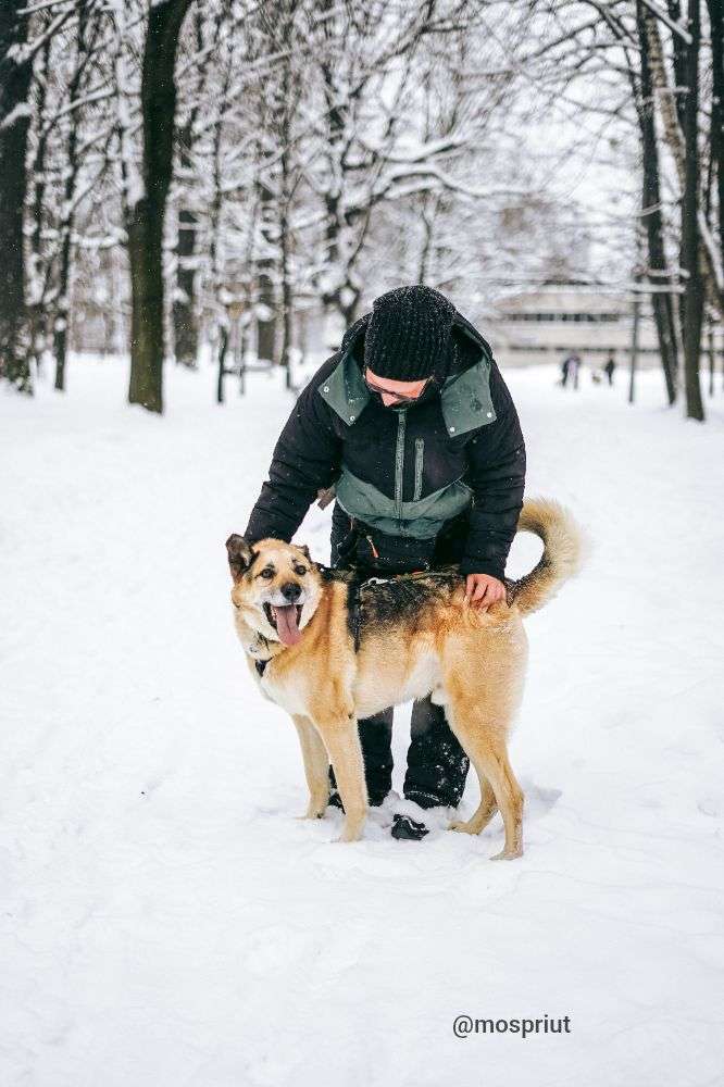 СОБАКА РОЛЬФ   из приюта Дубовая Роща для бездомных животных, Москва и Московская область | mospriut