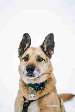 Приют для бездомных животных в Москве и Московской области | Взять собаку или кошку из приюта - mospriut