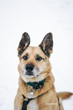 собака Рольф  из приюта ищет дом