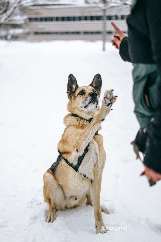 СОБАКА РОЛЬФ   из приюта Дубовая Роща для бездомных животных, Москва и Московская область | mospriut