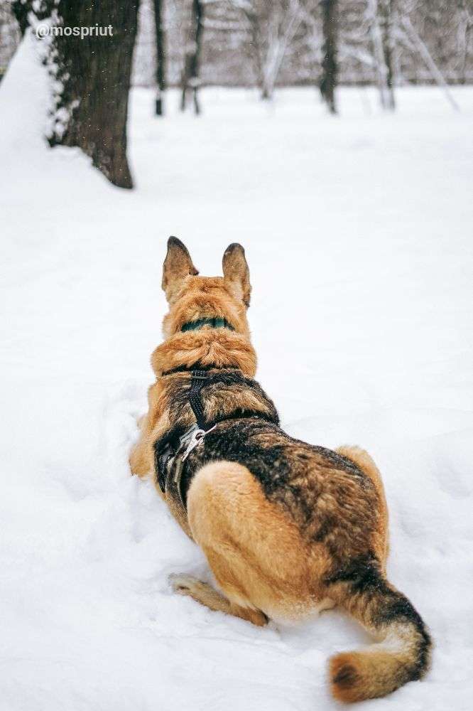 СОБАКА РОЛЬФ   из приюта Дубовая Роща для бездомных животных, Москва и Московская область | mospriut
