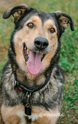 собака Добрыня из приюта ищет дом