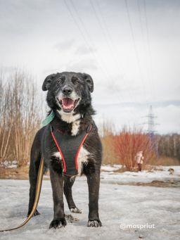 собака Рики из приюта ищет дом