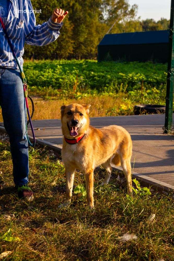 СОБАКА КАРРИ  из приюта Щербинка для бездомных животных, Москва и Московская область | mospriut