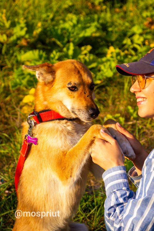 собака Карри  из приюта  для бездомных животных (собаки и кошки), Москва и Московская область