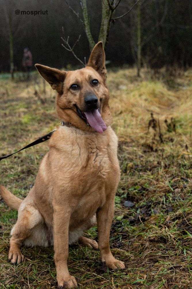 СОБАКА ЛАКИ  из приюта Щербинка для бездомных животных, Москва и Московская область | mospriut