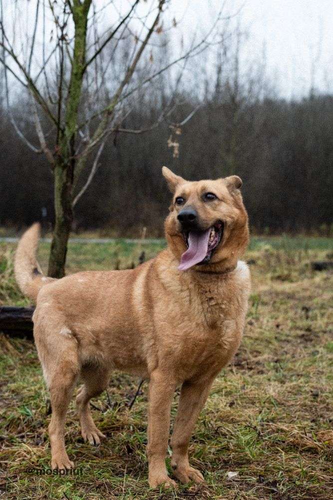 СОБАКА ЛАКИ  из приюта Щербинка для бездомных животных, Москва и Московская область | mospriut
