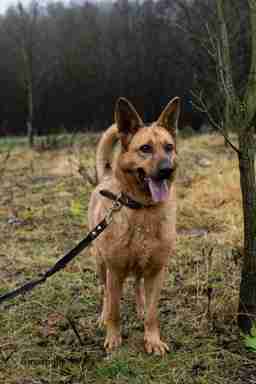 Приют для бездомных животных в Москве и Московской области | Взять собаку или кошку из приюта - mospriut