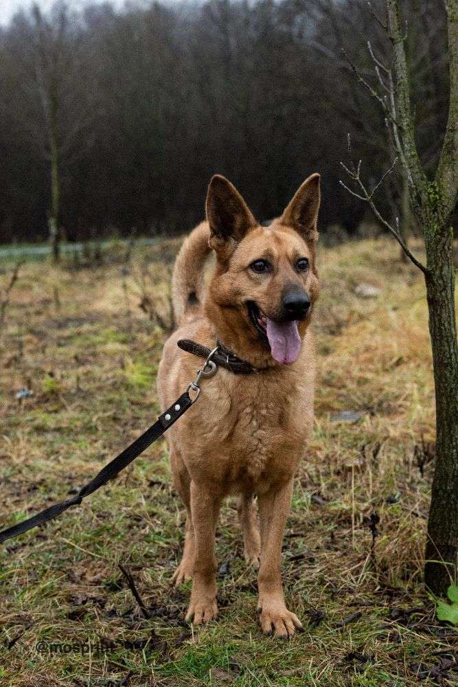 СОБАКА ЛАКИ  из приюта Щербинка для бездомных животных, Москва и Московская область | mospriut