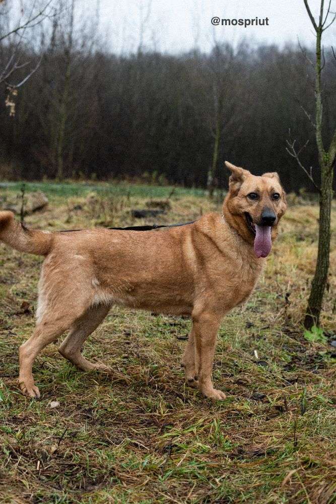 СОБАКА ЛАКИ  из приюта Щербинка для бездомных животных, Москва и Московская область | mospriut