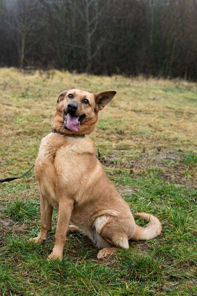 СОБАКА ЛАКИ  из приюта Щербинка для бездомных животных, Москва и Московская область | mospriut