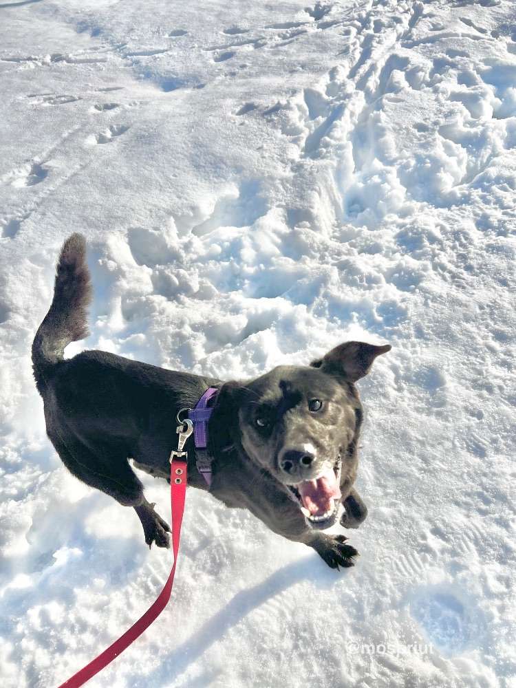 СОБАКА ТИШКА  из приюта Щербинка для бездомных животных, Москва и Московская область | mospriut
