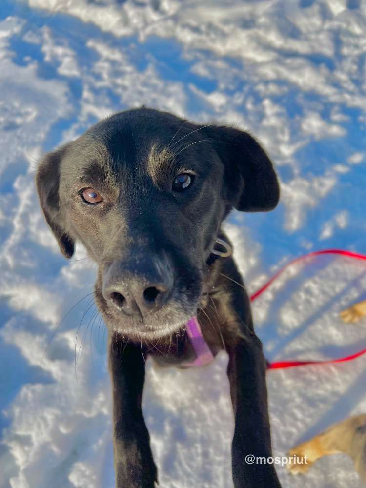 СОБАКА ТИШКА  из приюта Щербинка для бездомных животных, Москва и Московская область | mospriut