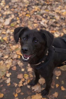 собака Тишка из приюта ищет дом