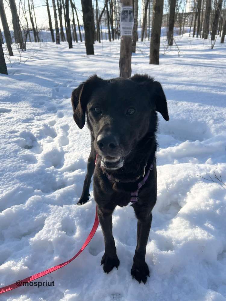 СОБАКА ТИШКА  из приюта Щербинка для бездомных животных, Москва и Московская область | mospriut